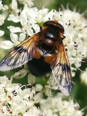 Volucella inflata