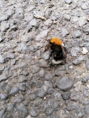 Bombus hypnorum