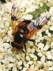 Volucella inflata