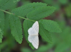 Scopula ternata