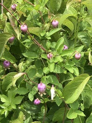 Clematis viorna
