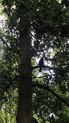 Turdus merula