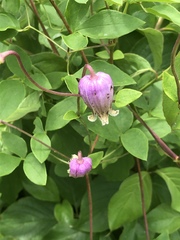 Clematis viorna
