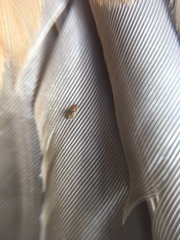 Sturnidoecus simplex