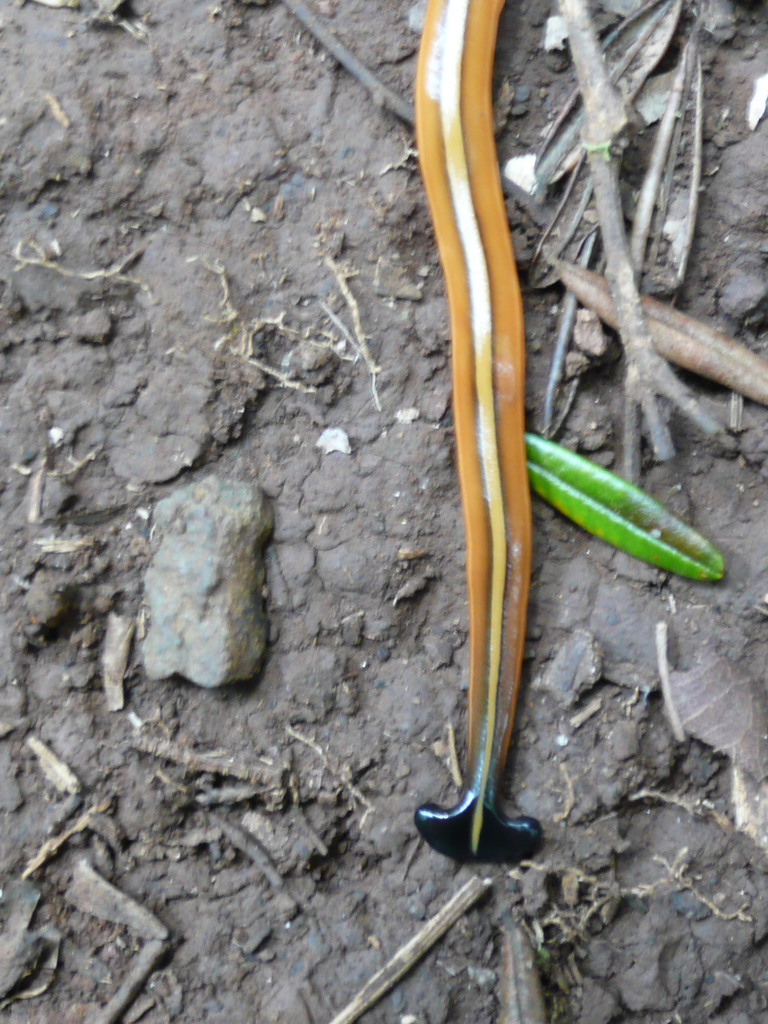 Humbertium voigti