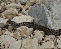 Vipera ursinii
