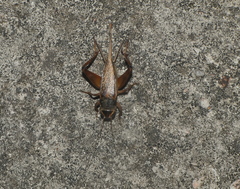 Teleogryllus occipitalis