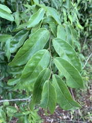 Monanthotaxis caffra