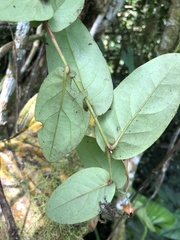 Macleania pentaptera