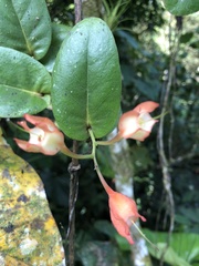Macleania pentaptera