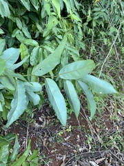 Monanthotaxis caffra