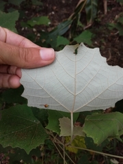 Mallotus paniculatus formosanus