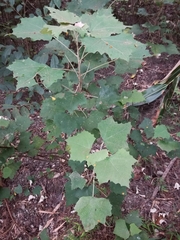 Mallotus paniculatus formosanus