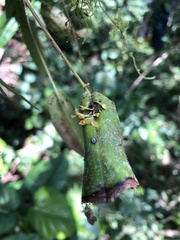 Pleurothallis dibolia