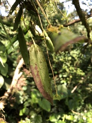 Pleurothallis dibolia