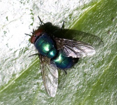 Lucilia sericata