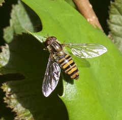 Episyrphus balteatus