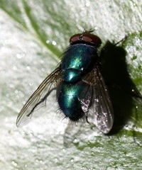 Lucilia sericata