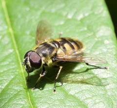 Myathropa florea