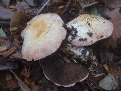 Agaricus albolutescens