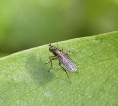 Dolichopus ungulatus