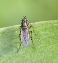 Dolichopus ungulatus