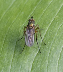 Dolichopus ungulatus