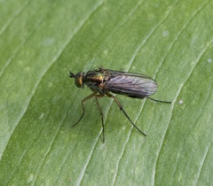 Dolichopus ungulatus