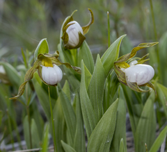 Cypripedium candidum