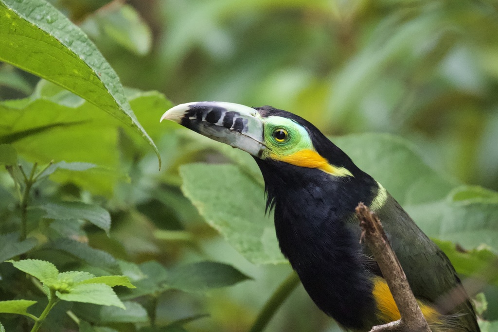 Spot-Billed Toucanet