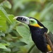Spot-billed Toucanet - Photo (c) shrike2, some rights reserved (CC BY-NC-SA), uploaded by shrike2