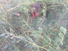 Capparis spinosa herbacea