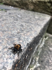 Bombus hypnorum