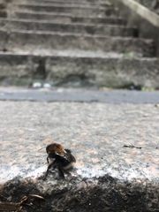 Bombus hypnorum