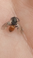 Sphecodes