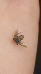 Sphecodes