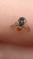 Sphecodes