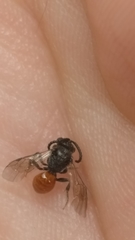 Sphecodes