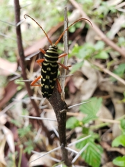 Placosternus erythropus