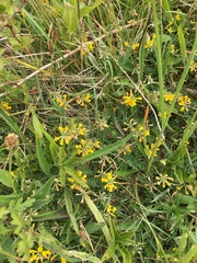 Hippocrepis comosa