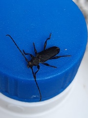 Ropalopus macropus