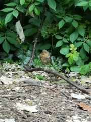 Erithacus rubecula
