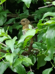 Erithacus rubecula