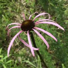Echinacea laevigata