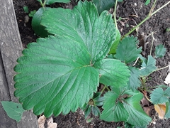 Fragaria × ananassa