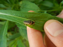 Atalantycha dentigera