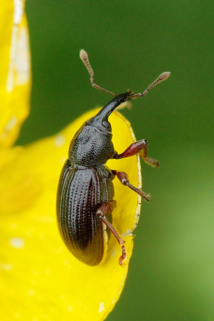 Notaris aethiops