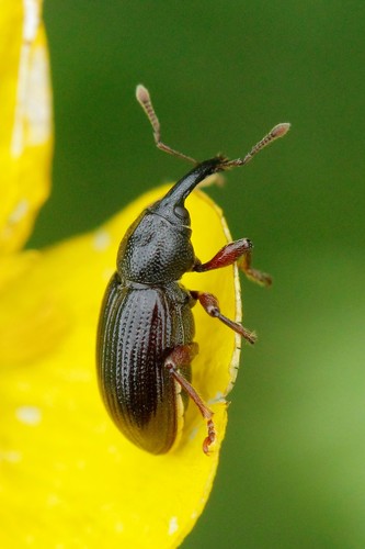 Notaris aethiops