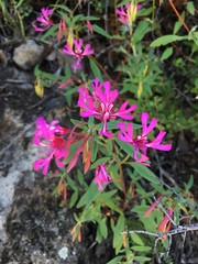 Clarkia concinna