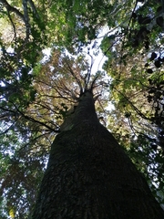 Eucryphia cordifolia